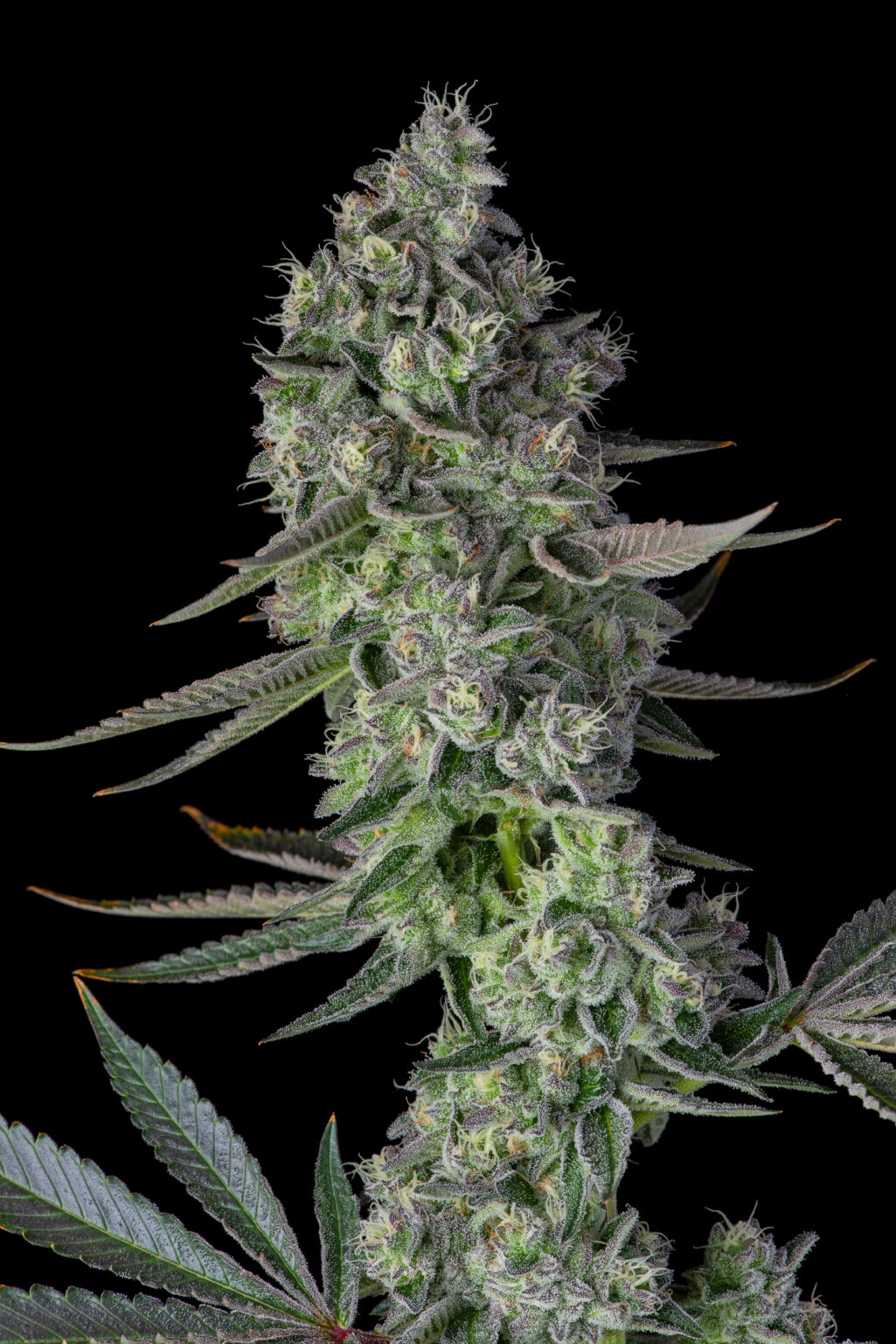 Sense Hasch About - SENSE Cannabis Brand